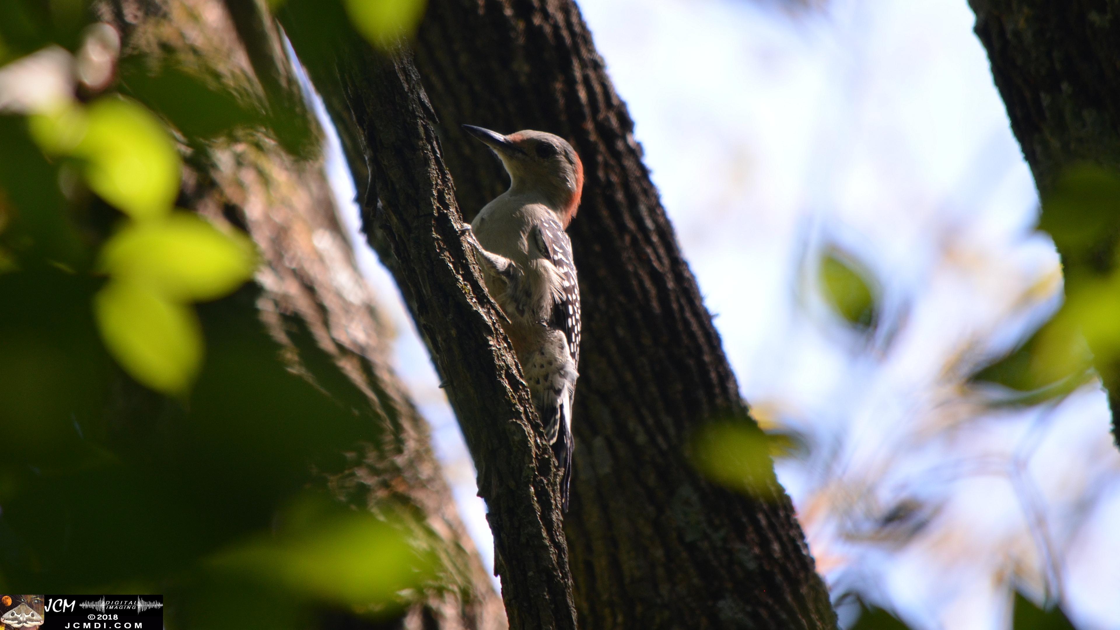 A Woodpecker at Old Hickory Lake.jpg